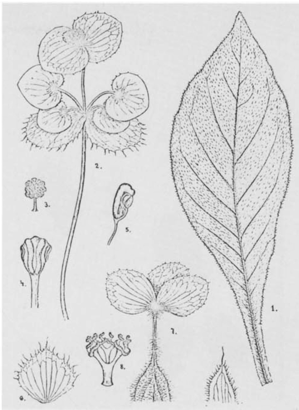 B. fulvosetulosa